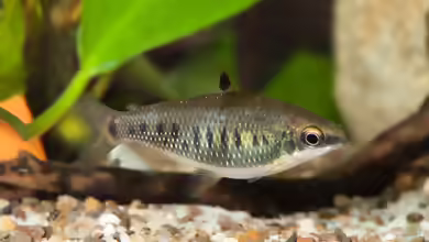 Distichodus decemmaculatus im Aquarium halten
