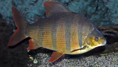 Distichodus sexfasciatus im Aquarium halten