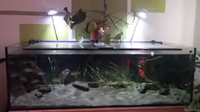 diversa - Aquarienhersteller aus Polen