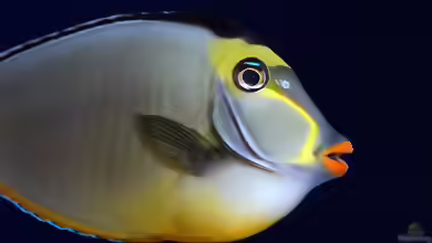Doktorfische im Aquarium halten
