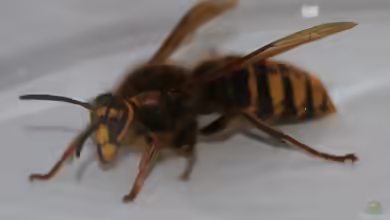 Dolichovespula media im Garten