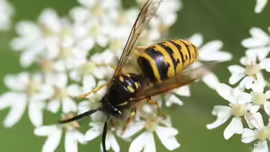 Dolichovespula saxonica im Garten
