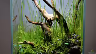 DOOA Neo Glas Air von Junglist