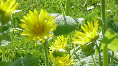 Doronicum pardalianches im Garten pflanzen
