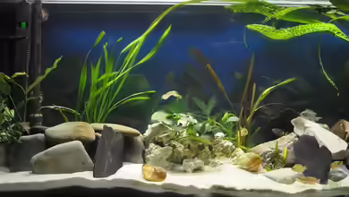 Dorsten Riftvalley aufgelöst von Patrick Scheffer