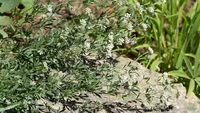 Dorycnium germanicum im Garten pflanzen