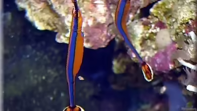 Doryrhamphus excisus excisus im Aquarium halten