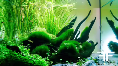 Down under von Fredo Fuss