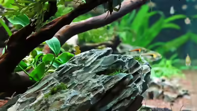 Drachenstein als Deko im Aquarium