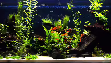 Drachental von bigbeef