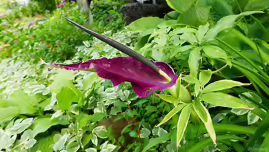 Dracunculus vulgaris im Terrarium pflanzen