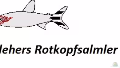 Drei Arten ein aussehen?!?