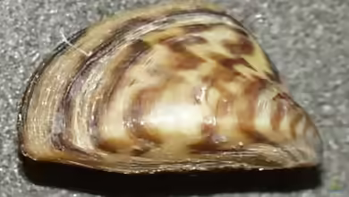 Dreissena polymorpha im Aquarium halten
