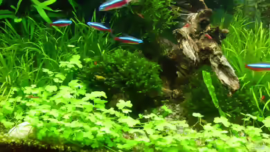 Dreiteiliger Wassernabel im Aquarium pflegen