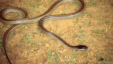 Dromicodryas quadrilineatus: Madagaskar-Vierstreifennatter im Terrarium halten