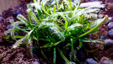 Drosera binata