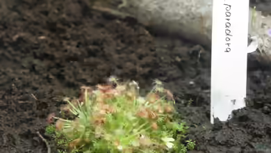 Drosera paradoxa