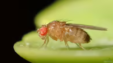 Drosophila melanogaster im Garten