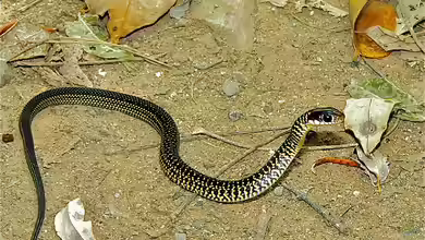 Drymobius margaritiferus im Terrarium halten