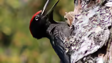 Dryocopus martius im Garten