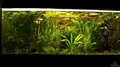 Dschungelcamp - Nur noch als Beispiel von Julien Preuß