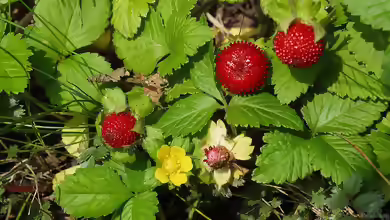 Duchesnea indica im Garten pflanzen