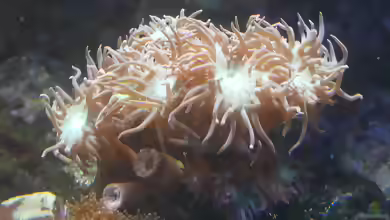Duncanopsammia axifuga im Aquarium halten