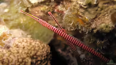 Dunckerocampus multiannulatus im Aquarium halten
