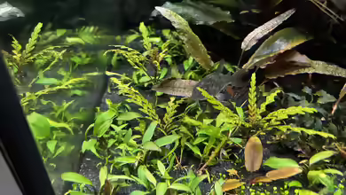 Dunkelgrüner Wasserkelch im Aquarium pflegen