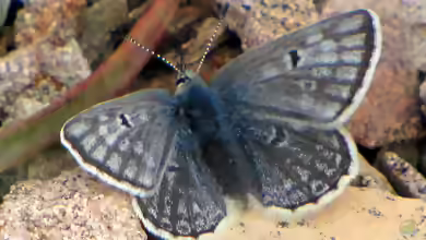 Dunkler Alpenbläuling im Garten