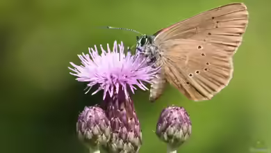 Dunkler Wiesenknopf-Ameisen-Bläuling im Garten