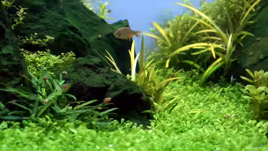 Durchs grüne Tal... - aufgelöst - von Micha...