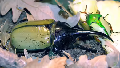 Dynastes hercules im Terrarium halten