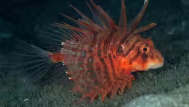 Ebosia bleekeri im Aquarium halten