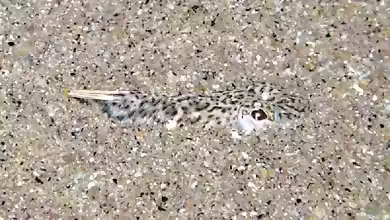 Echiichthys vipera im Aquarium halten