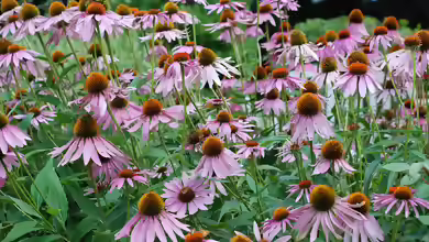 Echinacea purpurea am Gartenteich pflanzen