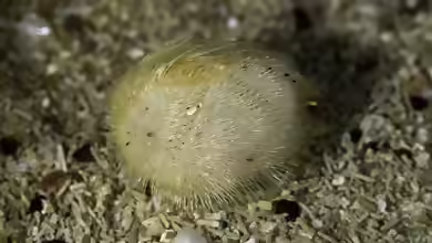 Echinocardium flavescens im Aquarium halten
