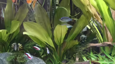 Echinodorus – Schwertpflanzen als vielseitige Aquarienpflanzen für nahezu jedes Süßwasseraquarium