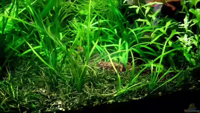 Echinodorus angustifolius im Garten pflanzen