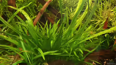Echinodorus bolivianus im Aquarium pflegen