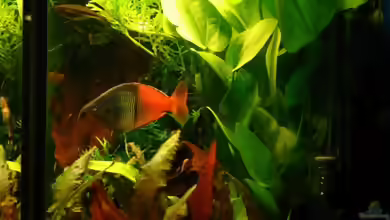 Echinodorus cordifolius im Aquarium pflegen