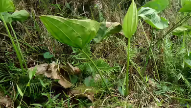 Echinodorus floribundus im Aquarium pflegen