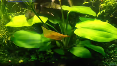 Echinodorus horizontalis im Aquarium pflegen