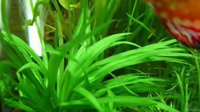 Echinodorus latifolius im Aquarium pflegen