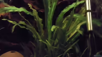 Echinodorus martii im Aquarium pflegen