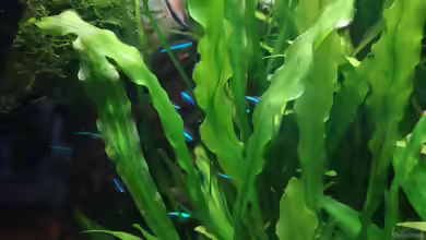 Echinodorus martii im Aquarium pflegen