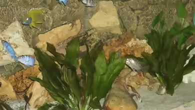 Echinodorus osiris im Aquarium pflegen