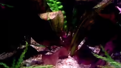 Echinodorus osiris im Aquarium pflegen
