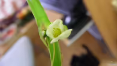Echinodorus palaefolius blüht...