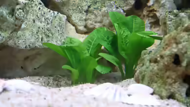 Echinodorus parviflorus im Aquarium pflegen